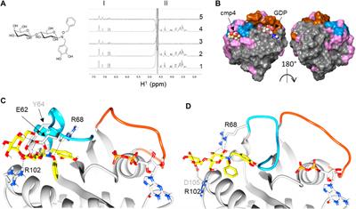 The Multi-Level Mechanism of Action of a Pan-Ras Inhibitor Explains its Antiproliferative Activity on Cetuximab-Resistant Cancer Cells